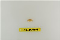 藏品(拉氏清溪蟹)的圖片